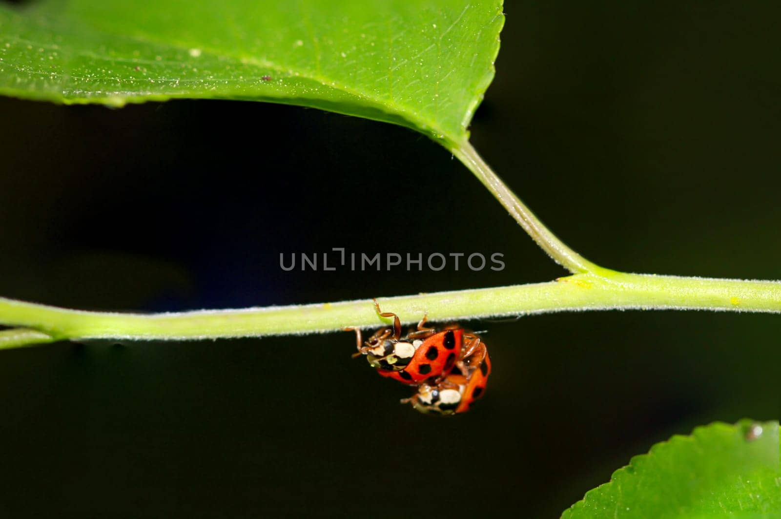 Two ladybugs sitting on a plant while mating.