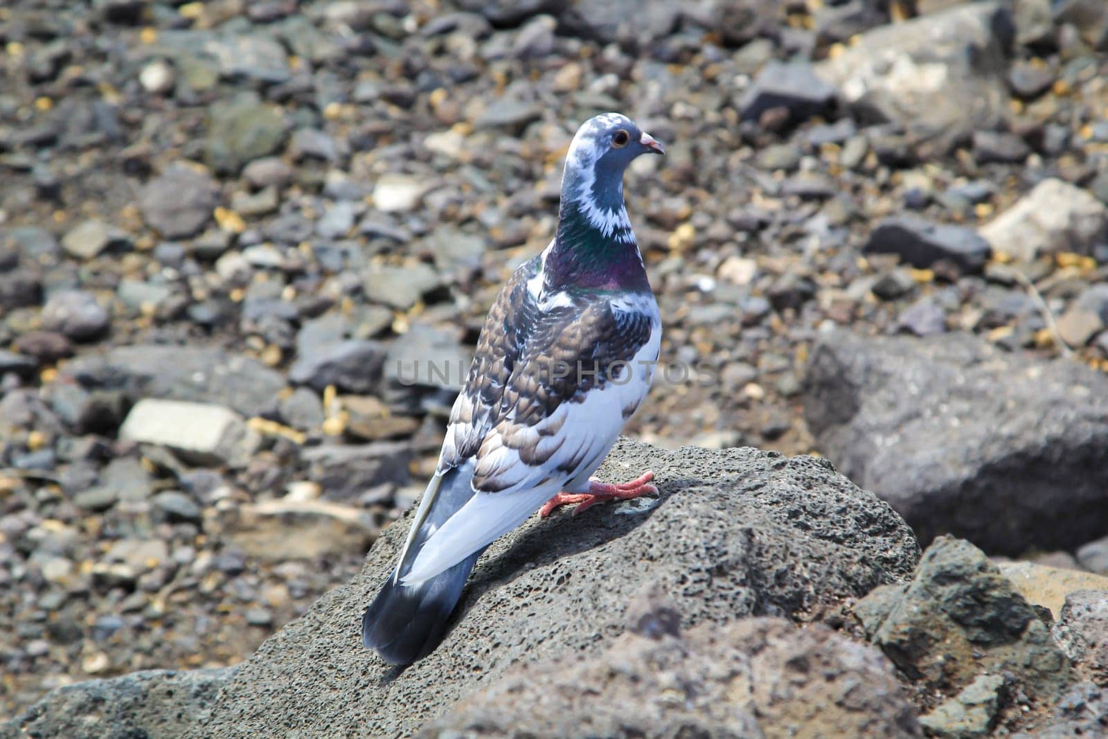 Portrait of a pigeon. It belongs to the group, order of pigeon birds.