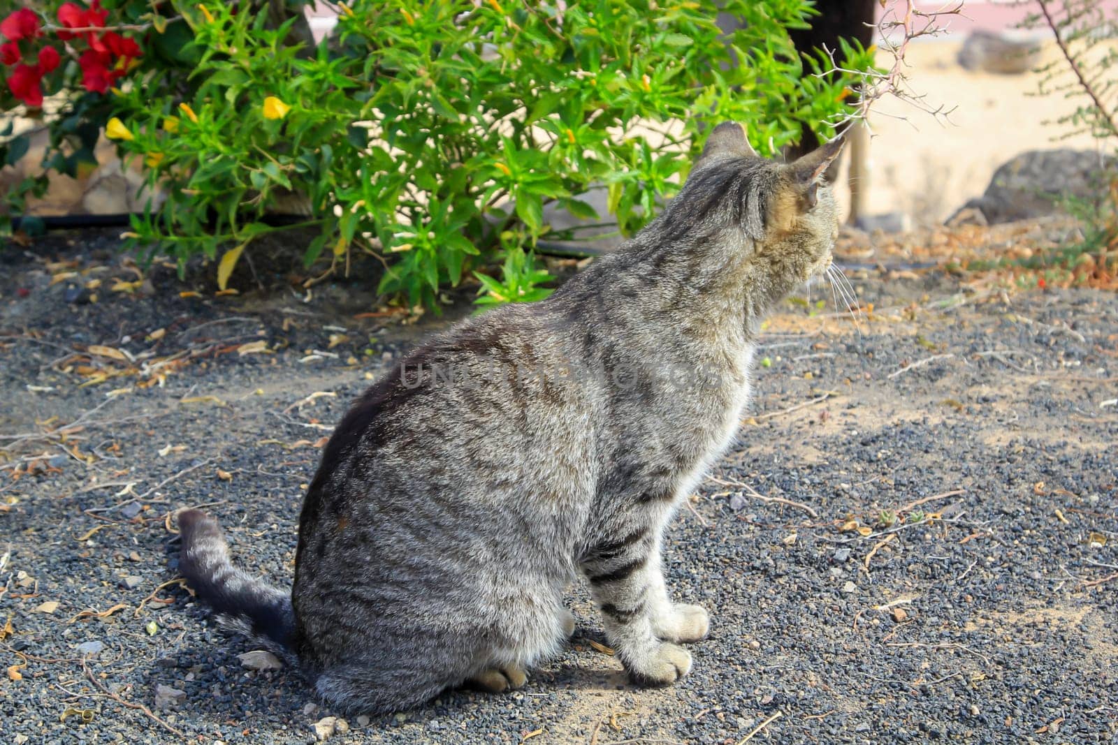 Portrait of a village cat running around freely.