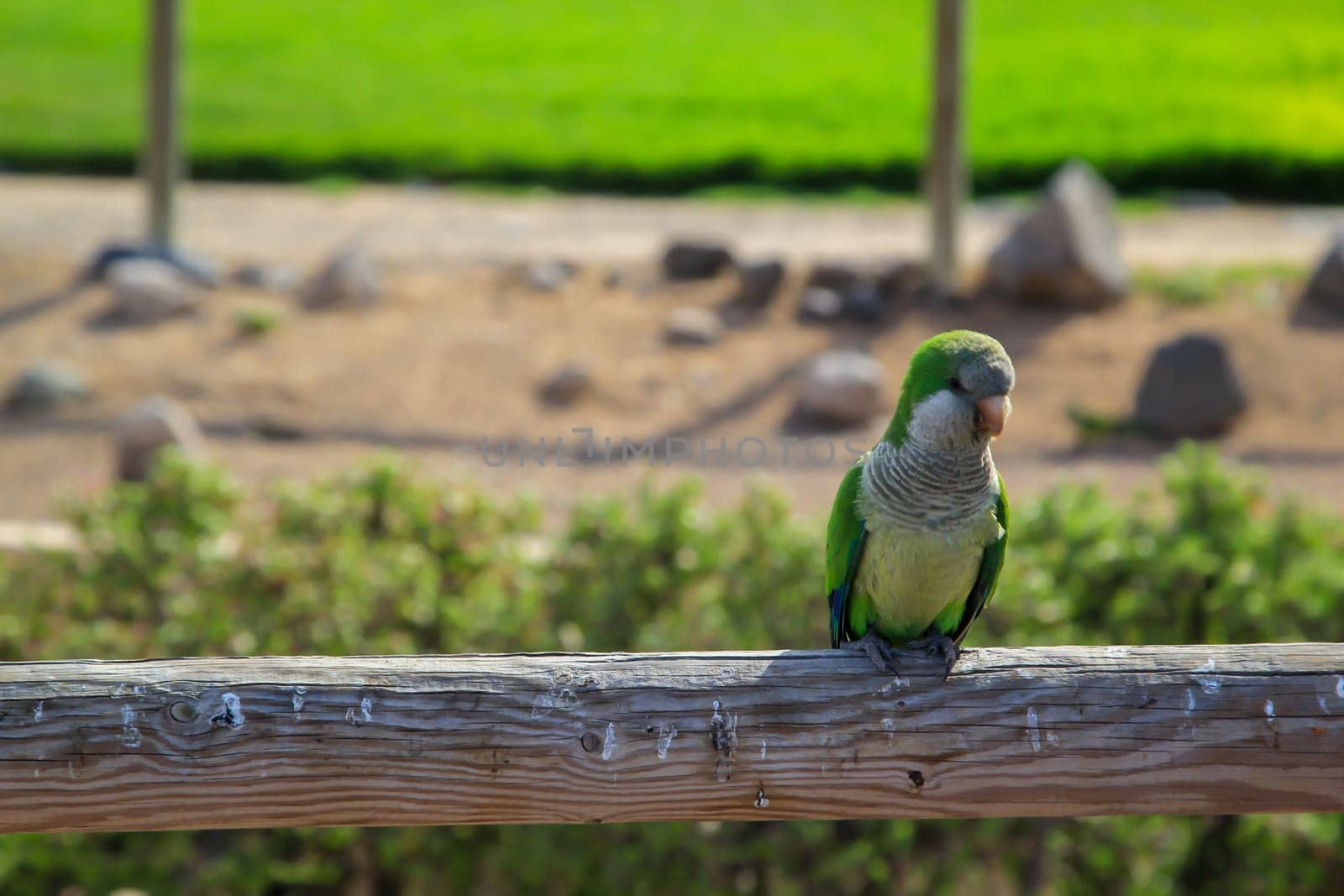 Portrait, close up of monk parakeet on Fuerteventura.