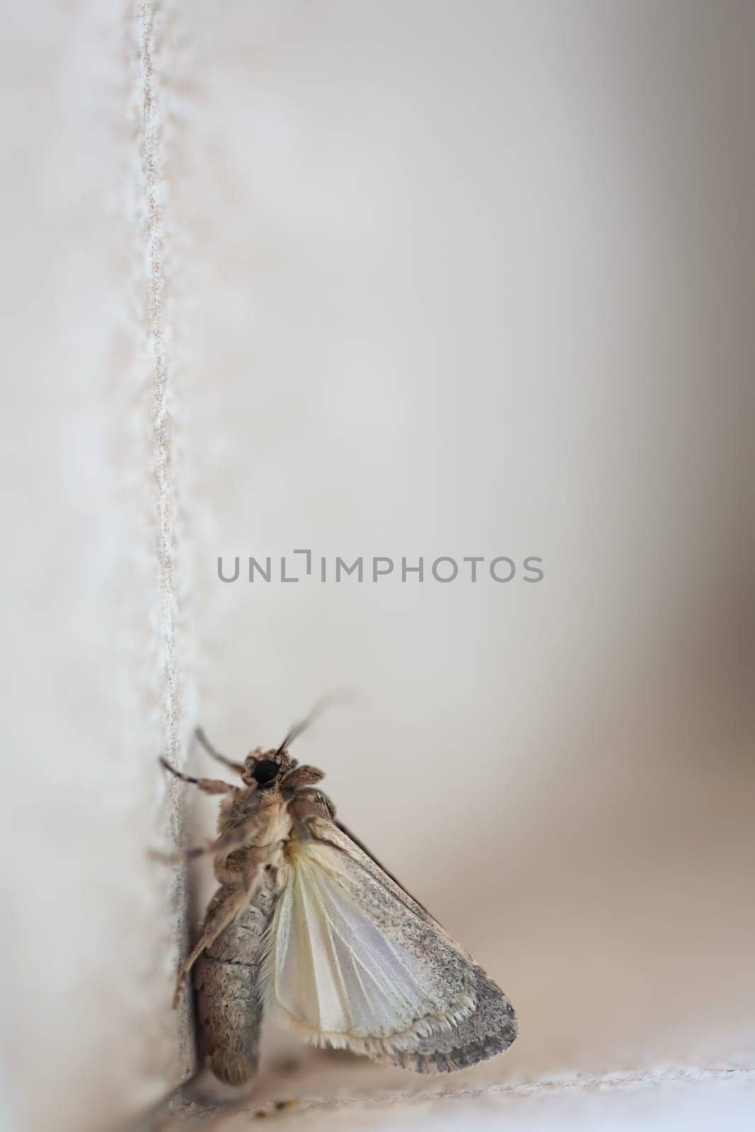 A butterfly on a house wall. They are found on Fuerteventura.