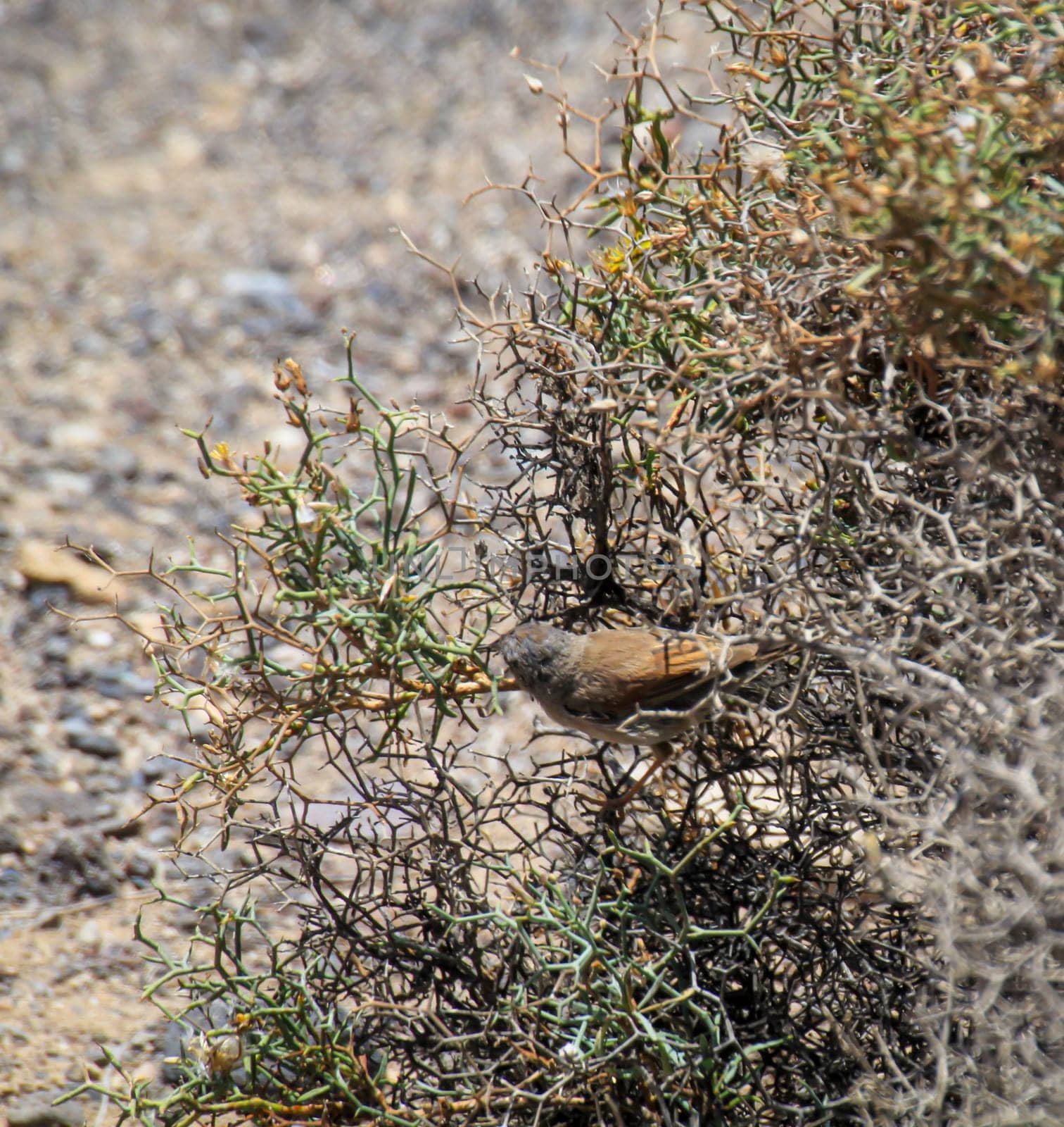 A Spectacled Warbler / Sylvia conspicillata in a thorn bush.