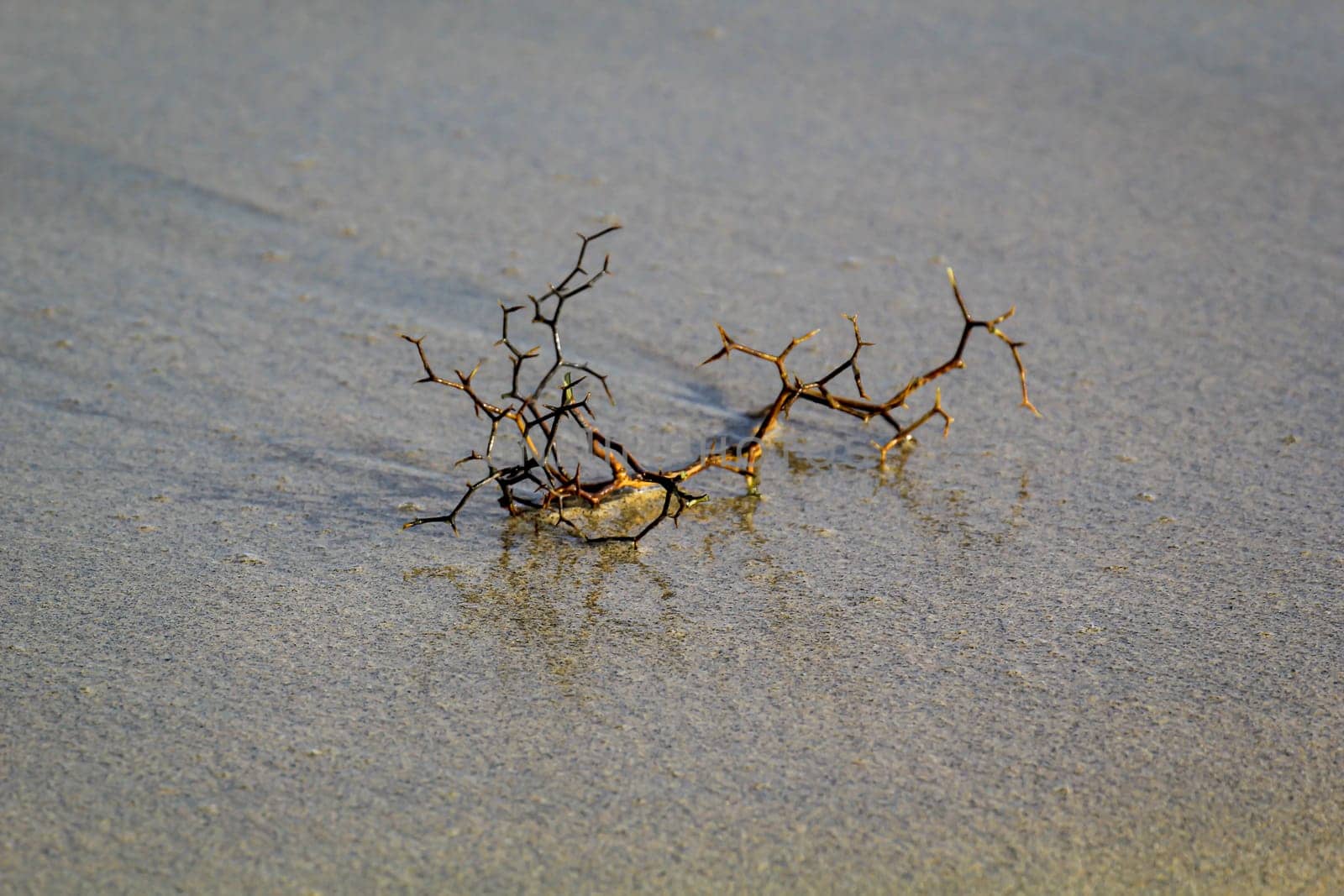 A thorny branch is washed up by the waves of the sea.