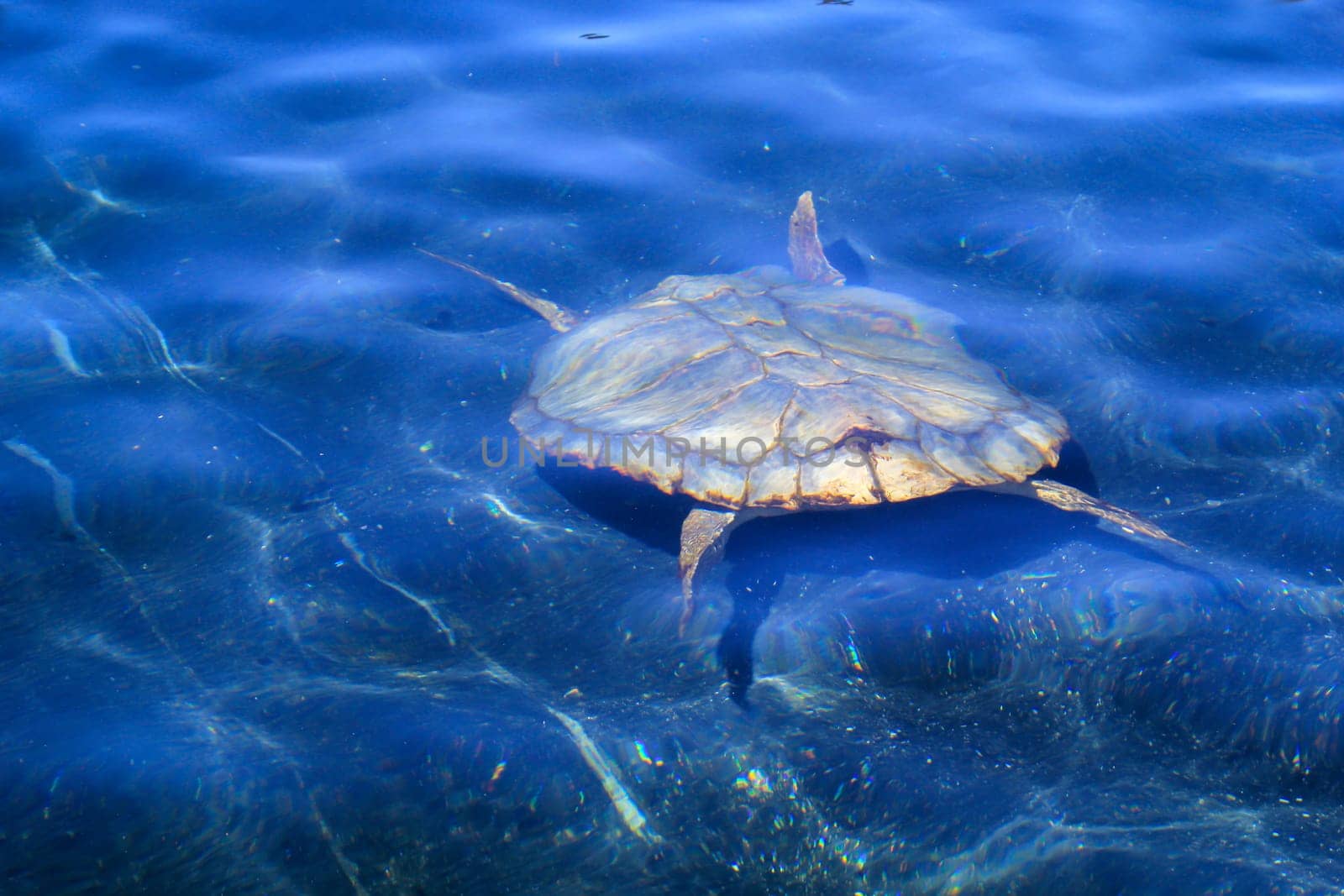 A picture of a protected sea turtle in the water. These turtles need worldwide protection and their habitats.