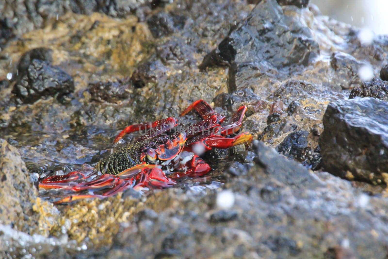 A red cliff crab or red rock crab on a rock by the sea.