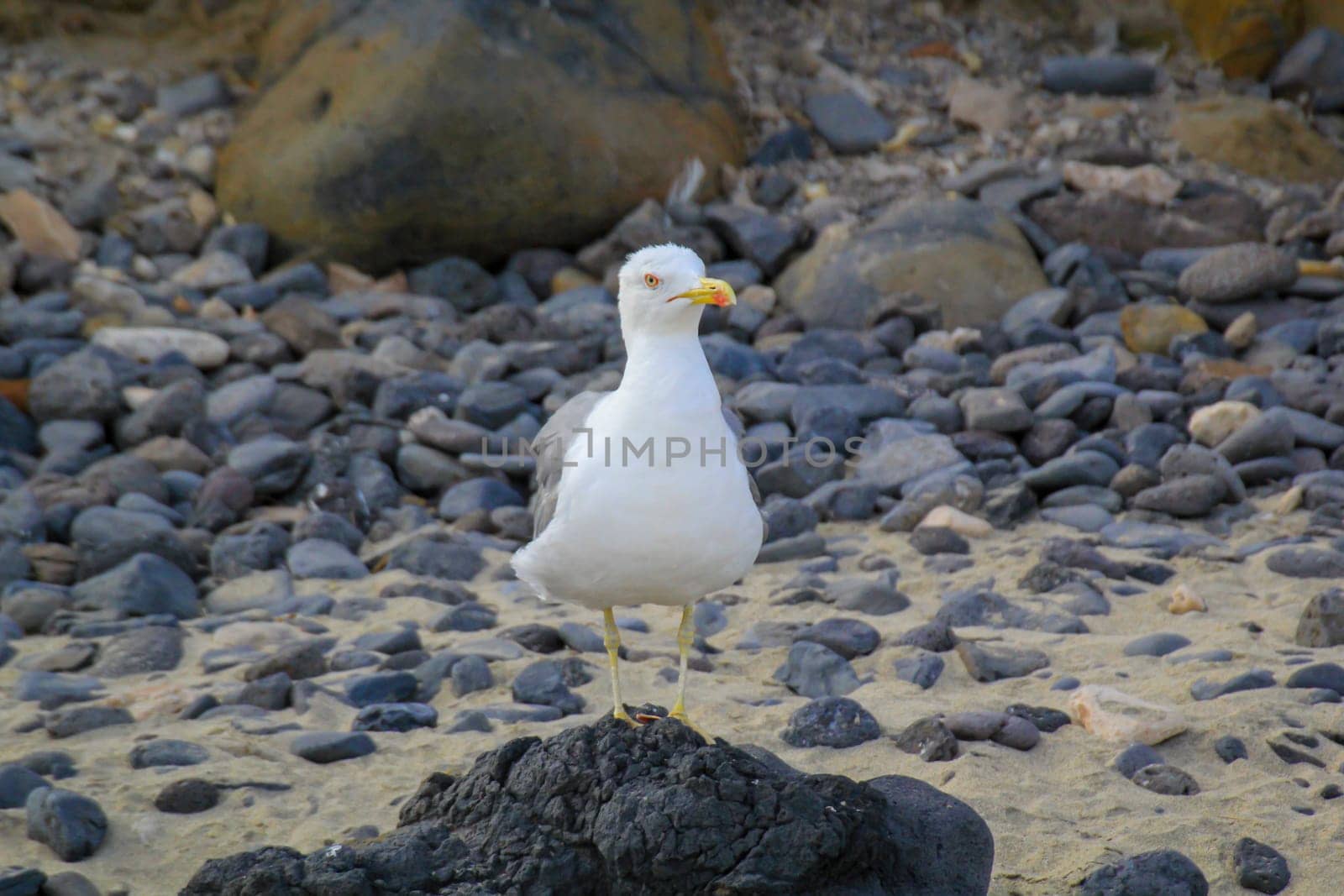 Portrait of seagulls at the sea, on the Atlantic Ocean.