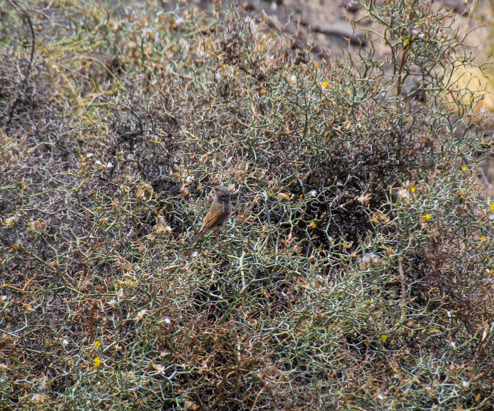 A Spectacled Warbler / Sylvia conspicillata in a thorn bush.
