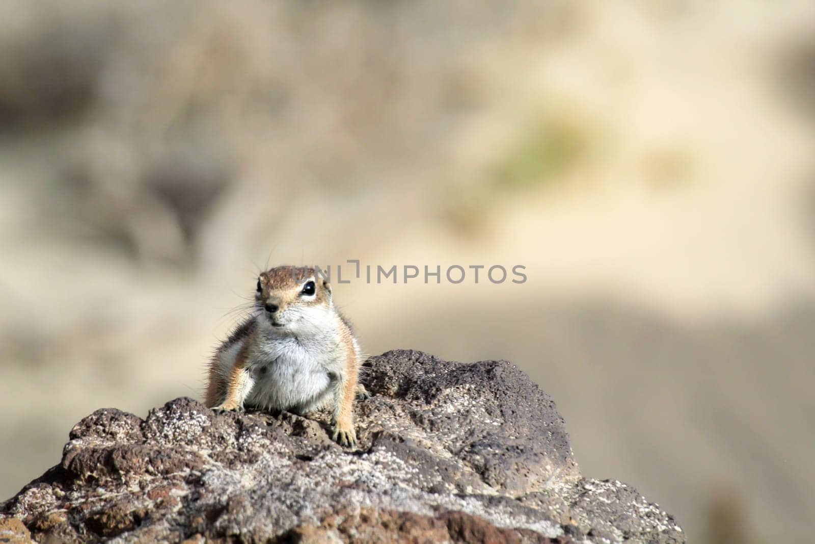 An old squirrel on the island of Fuerteventura.
