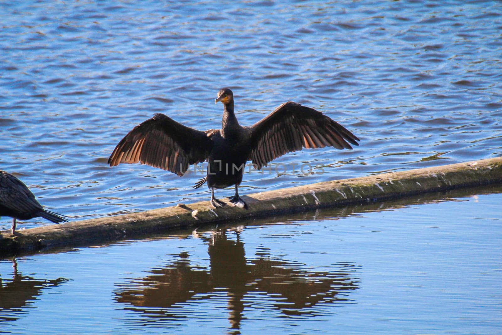 A cormorant stands on a beam in the water with its wings spread.