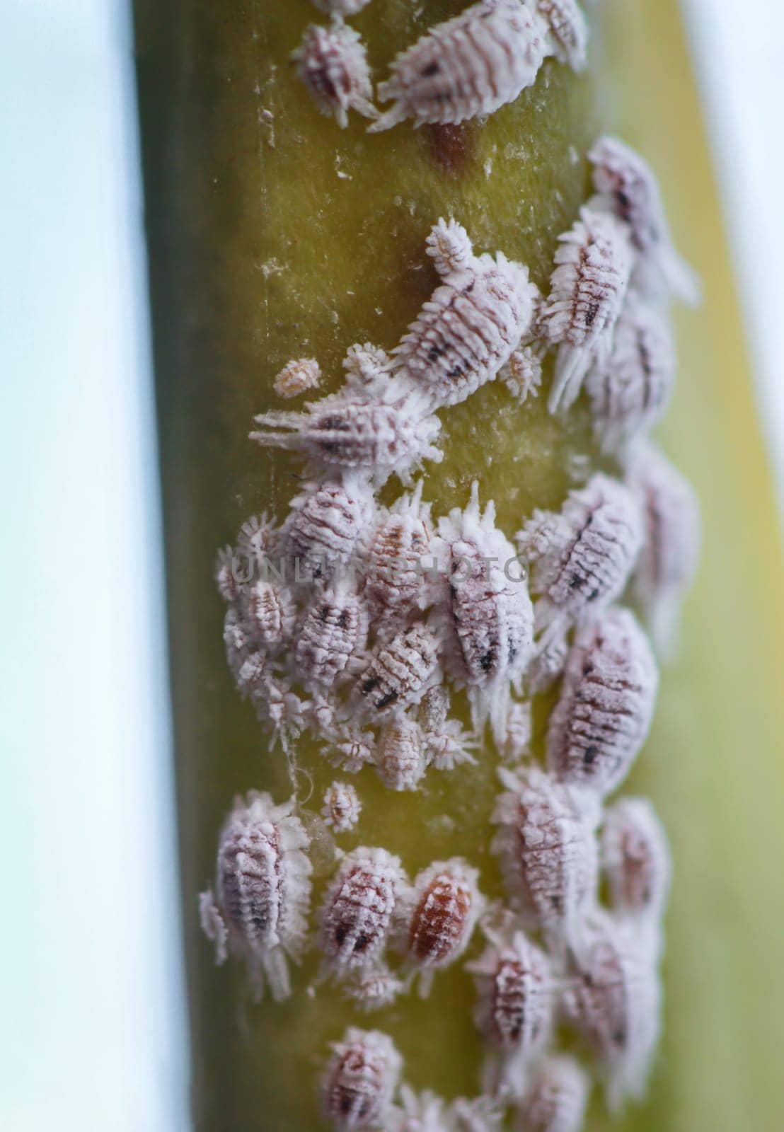 Pest mealybug, macro - close up, mealybug and ant on a plant.
