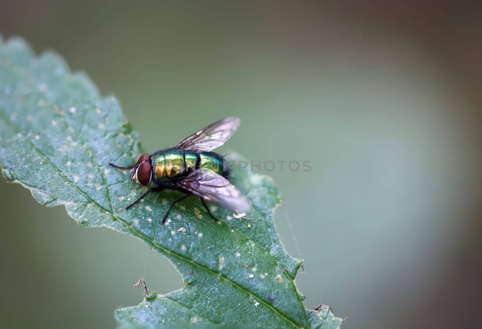 A fly sits on a plant. Close up of a fly.