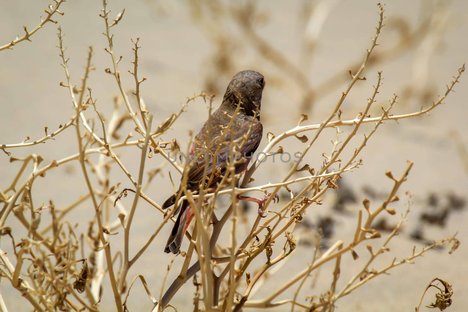 A desert bullfinch or desert trumpeter, Bucanetes githagineus in search of grub.