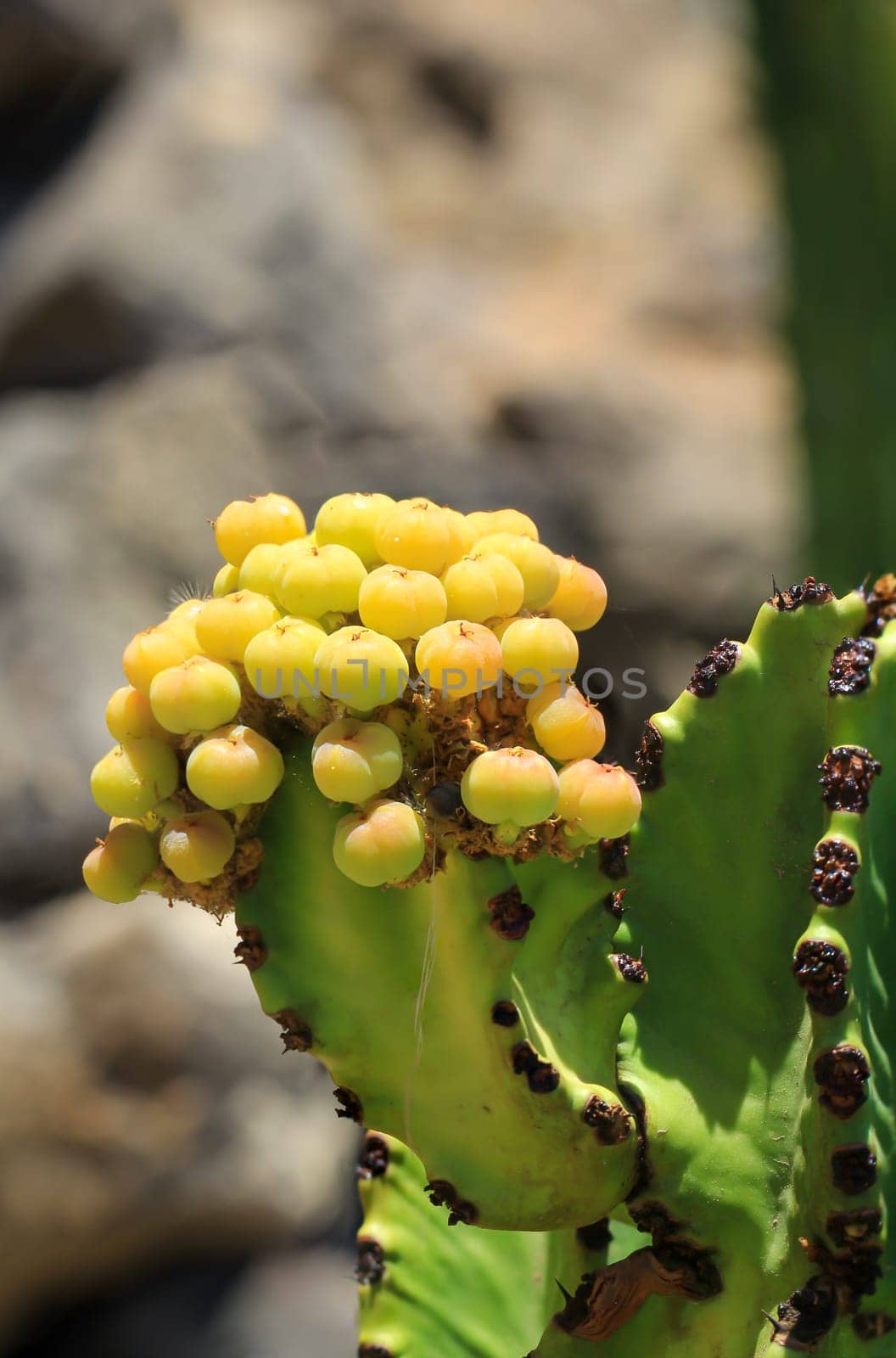 Detail of a cactus in the desert region.