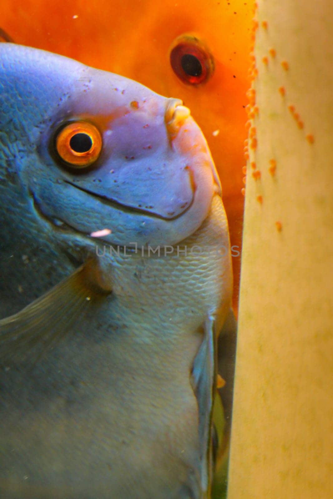 Portrait of a beautiful colorful discus cichlid in an Amazon aquarium, shown here spawning at a spawning cone.