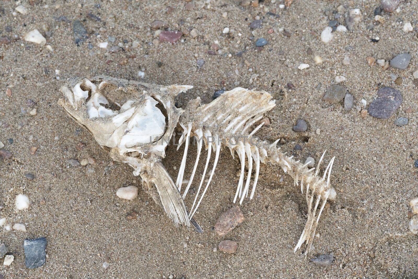 Skeleton of a dead fish on the bank of the river Elbe near Magdeburg in Germany