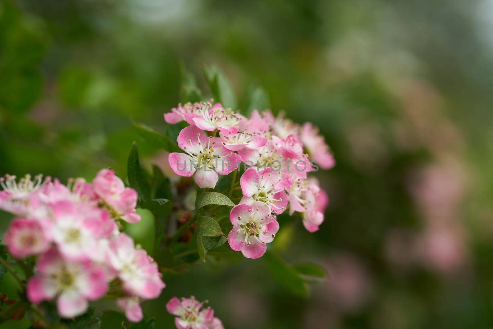 Pink flowering single seeded hawthorn, Crataegus monogyna during flowering in spring in a park