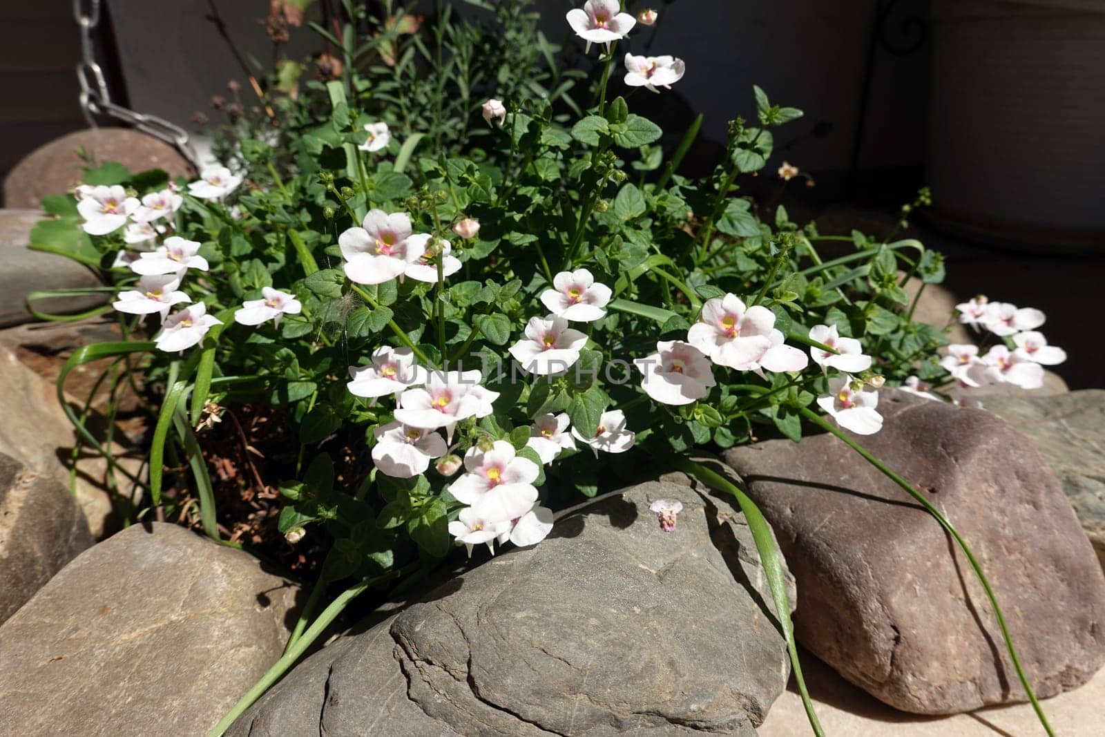 Elfensporn (Diascia spec.), beheimatet in Südafrika, blühende Pflanze