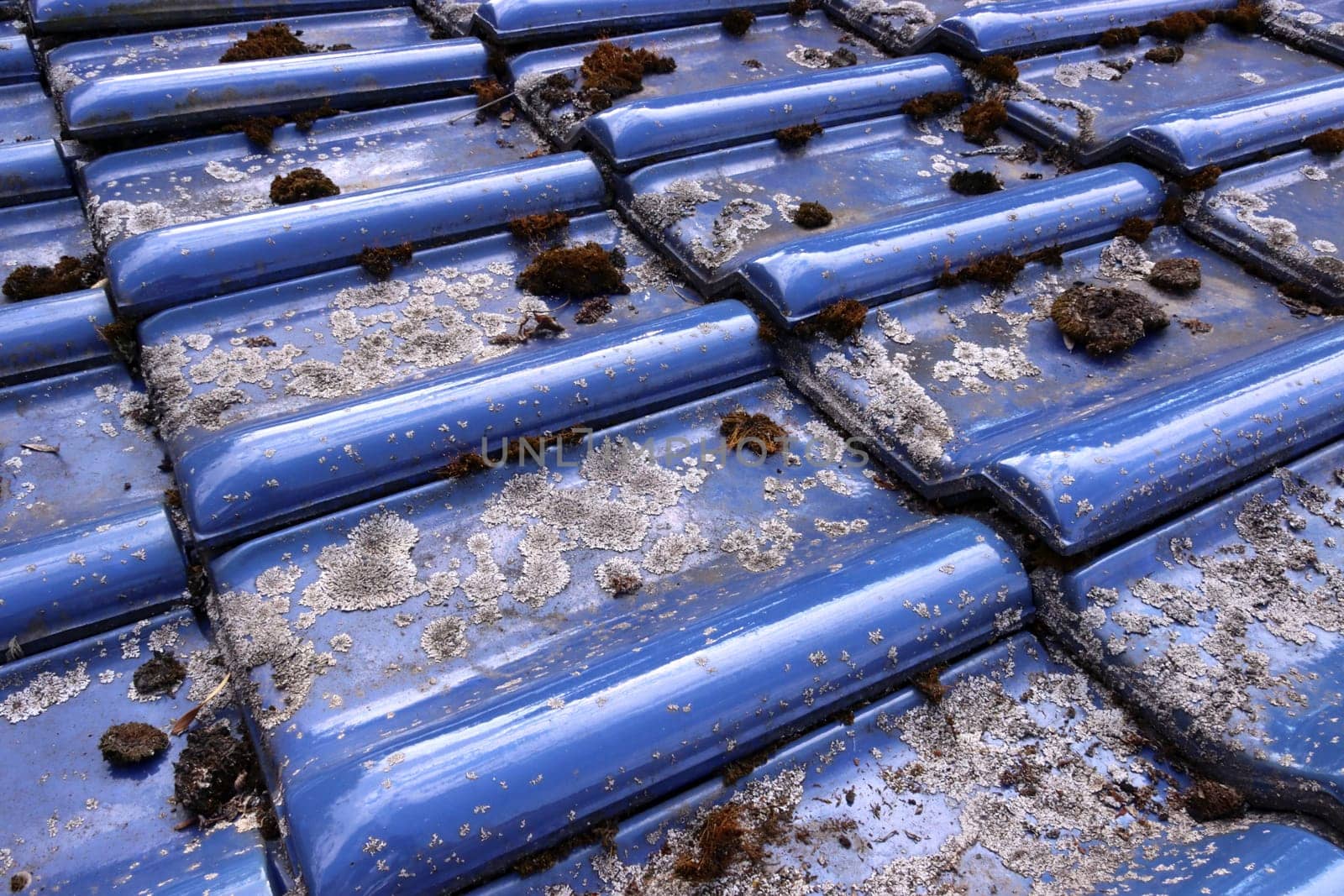 Flechten und Moos auf glasierten, blauen Dachziegeln