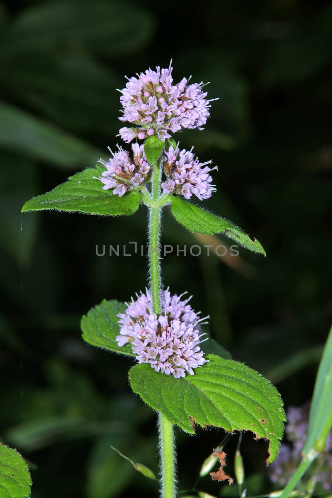 Wasser-Minze, Wasserminze (Mentha aquatica), blühende Pflanze