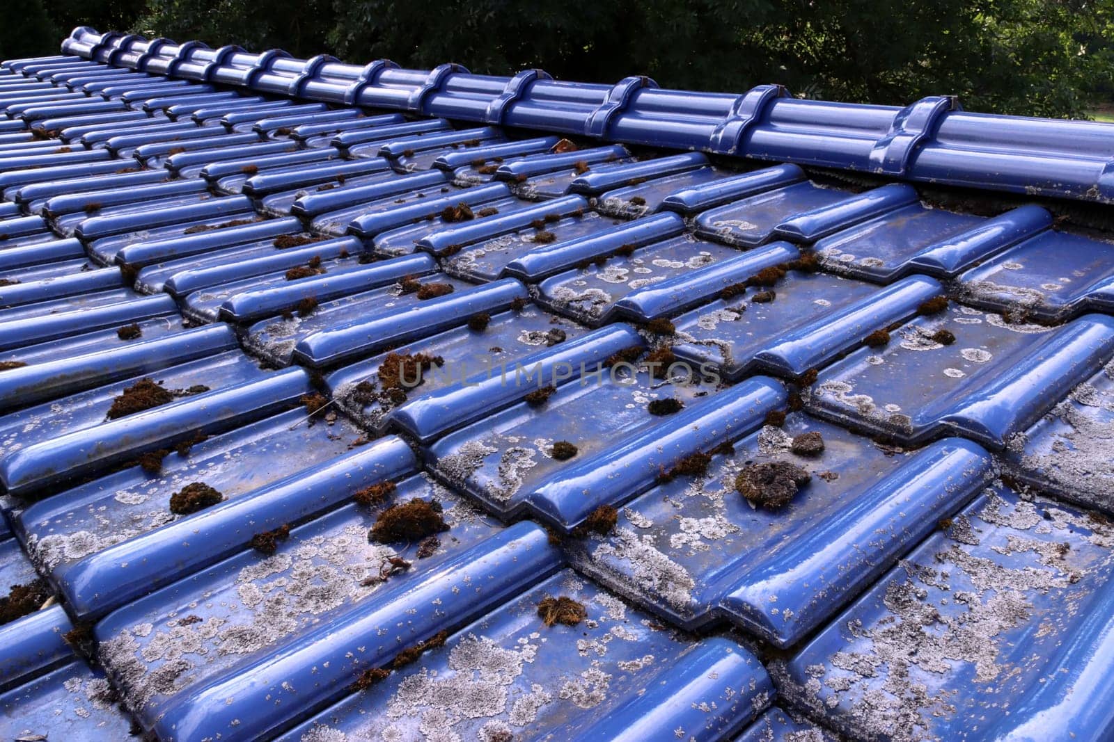 Flechten und Moos auf glasierten, blauen Dachziegeln
