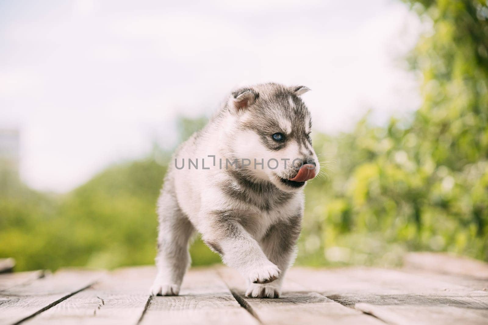 Four-week-old Husky Puppy Of White-gray Color Sitting On Wooden Ground And Licks Its Lips.