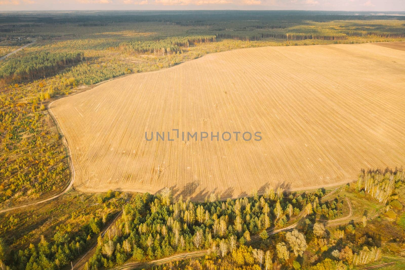 Aerial View Plantation With Young Green Forest Area Near Rural Field Landscape. Top View Of New Young Growing Forest. European Nature From High Attitude In Autumn Season.