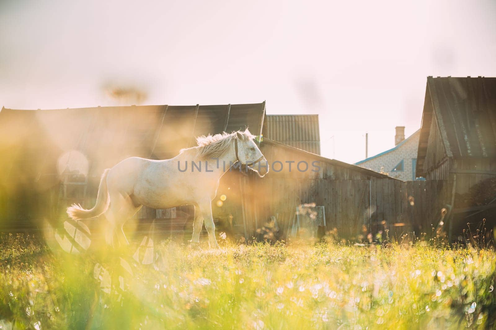 White Horse Grazing On Pasture Near Old House Yard In Sunny Morning. Horse Resting In Fresh Green Grass. Morning Sunlight.