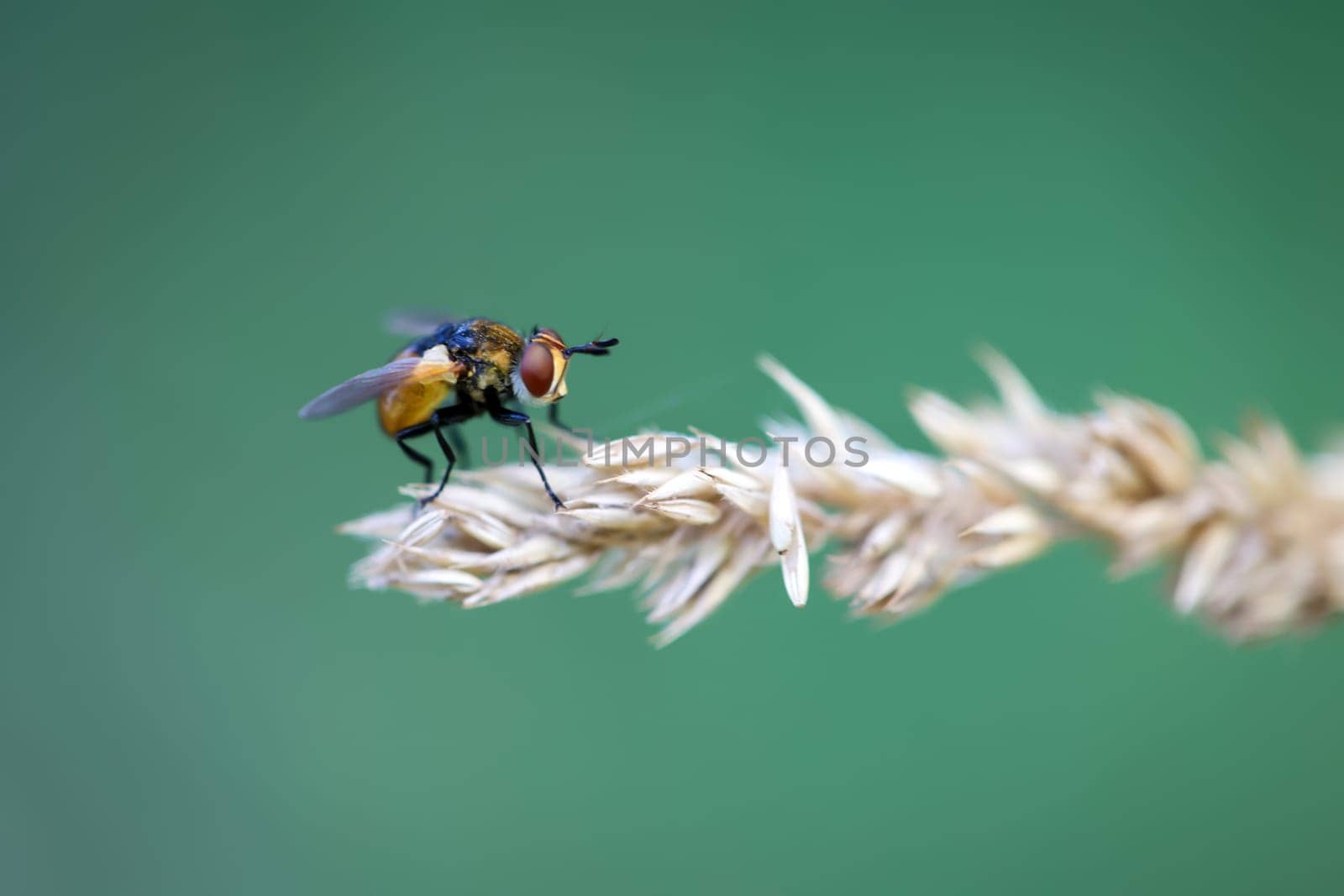 A fly sits on a plant. Close up of a fly.