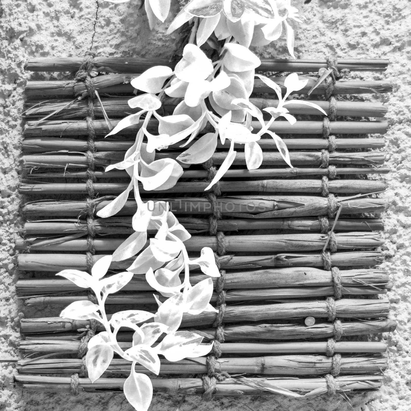 Black and white of fresh plant leaves over shabby bamboo decoration hanging on rough wall
