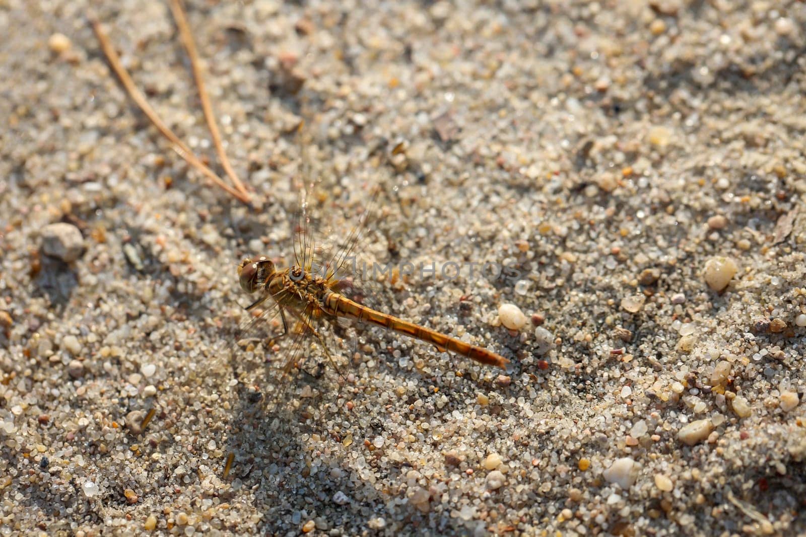 Portrait of a Southern Darter in summer in the wild.