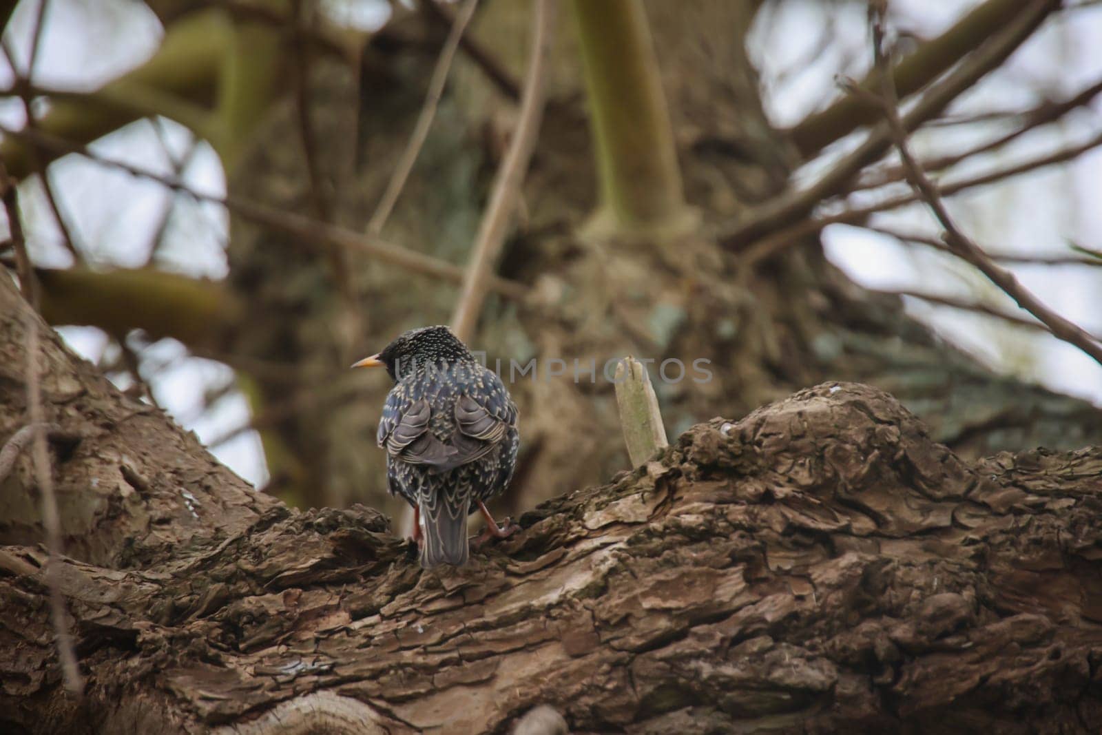 On a tree there is a starling, a songbird.