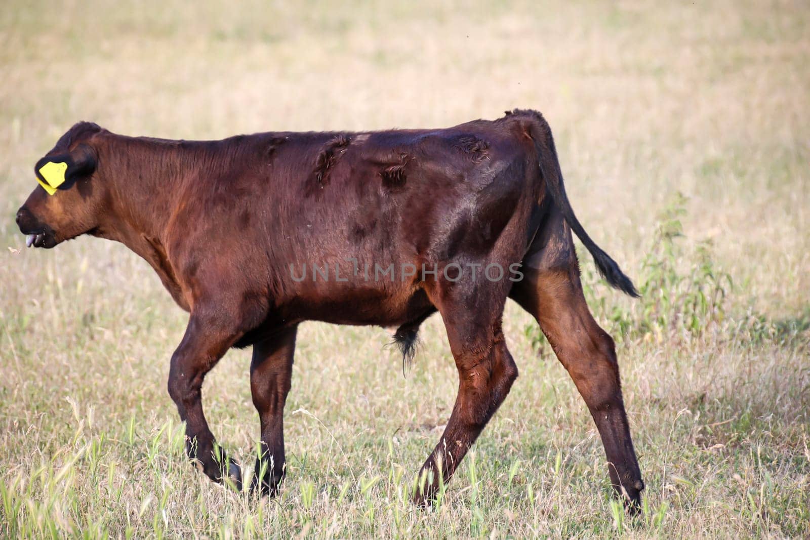 A young cow grazing in a pasture.