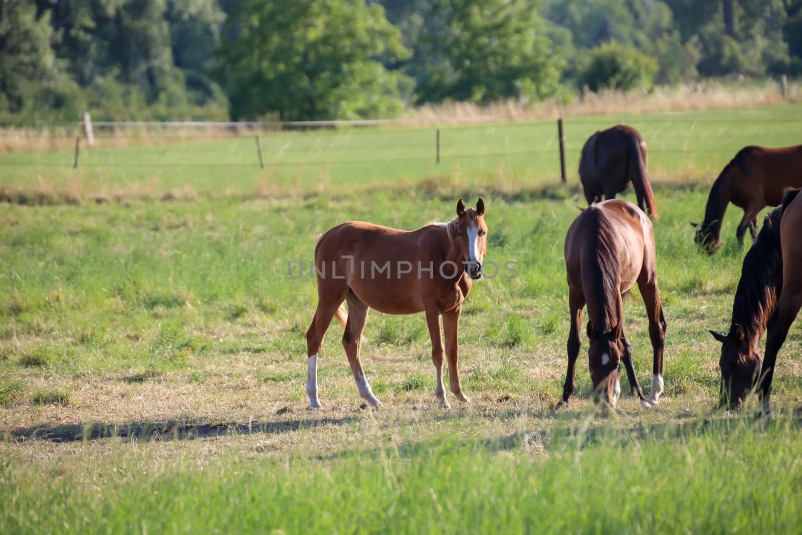 A herd of horses grazing in a paddock.
