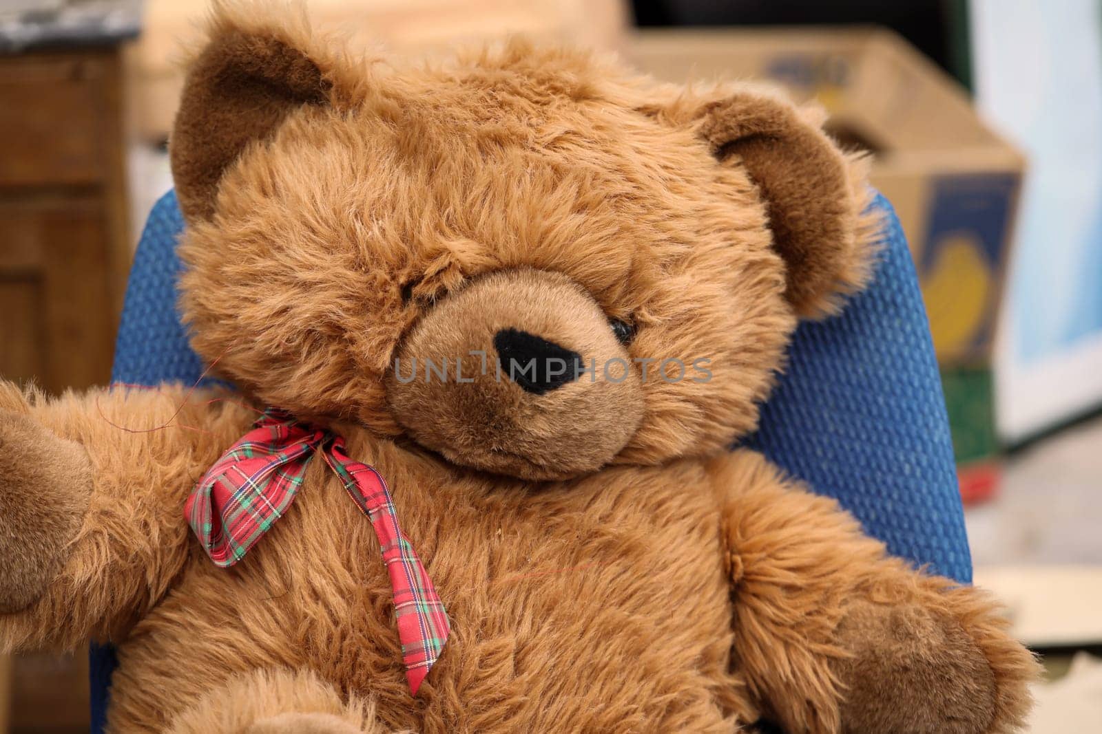 The dream of every child a real teddy bear.
