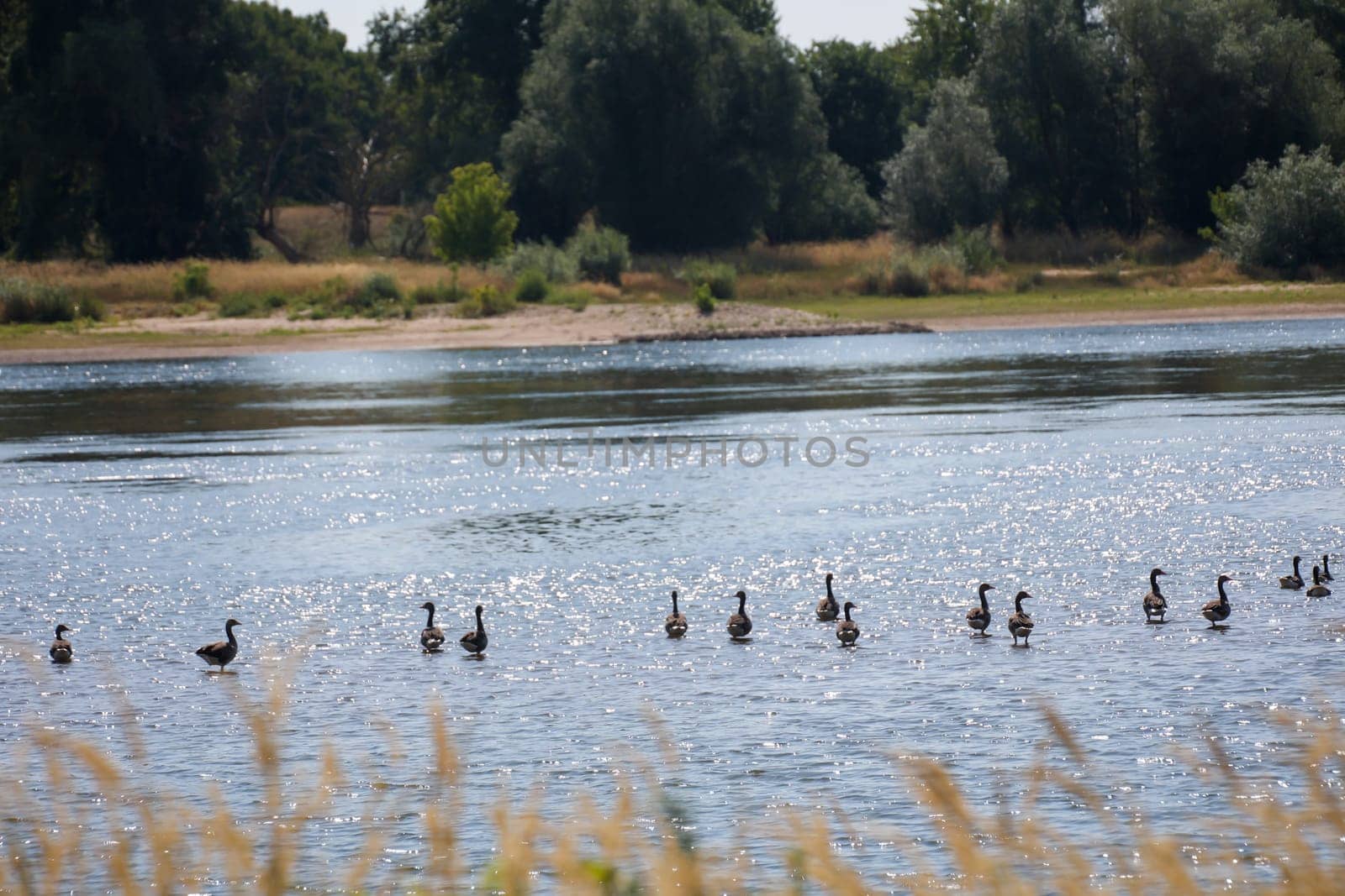 Grey geese on the Elbe. A nature reserve with gray geese.