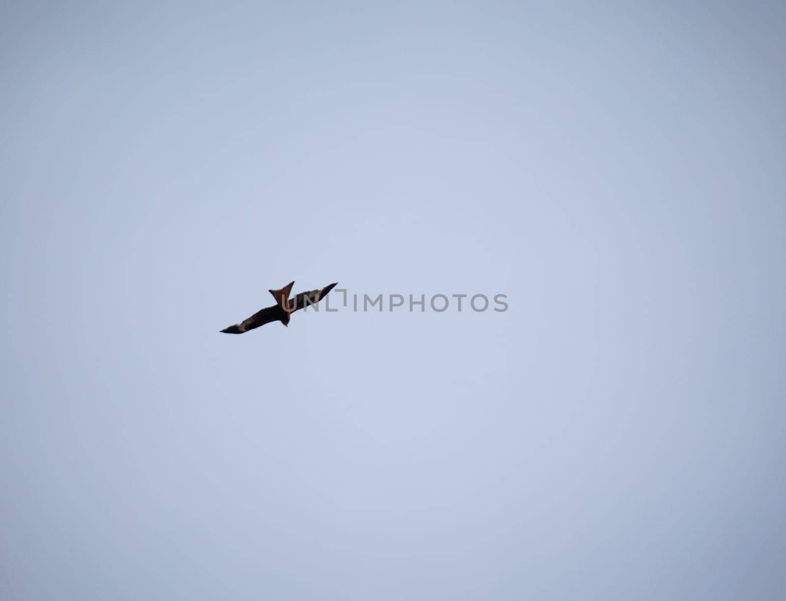 A red kite circles over the Elbe. He belongs to the Harbichtartigen birds.