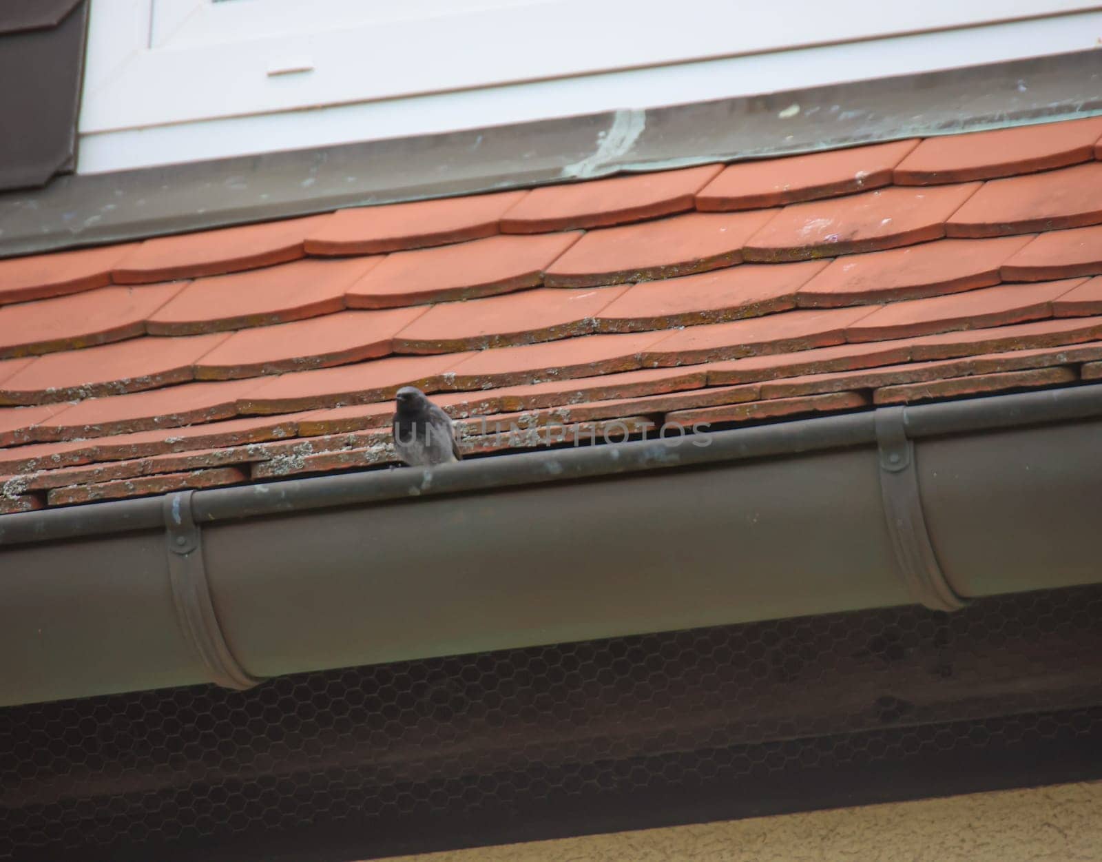 On the gutter of a house sits a small house redstart.
