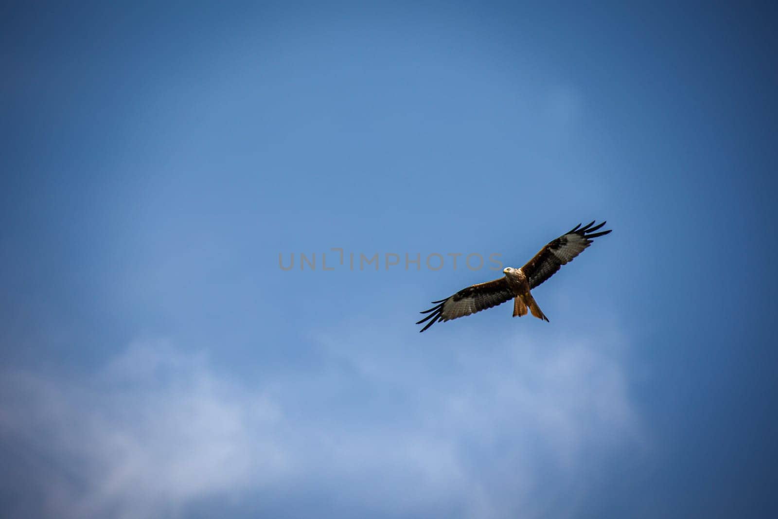 A red kite circles over the Elbe. He belongs to the Harbichtartigen birds.