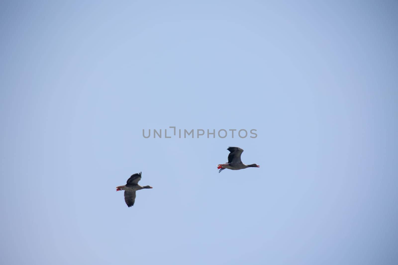 Two gray geese fly along over the Elbe to their feeding grounds.