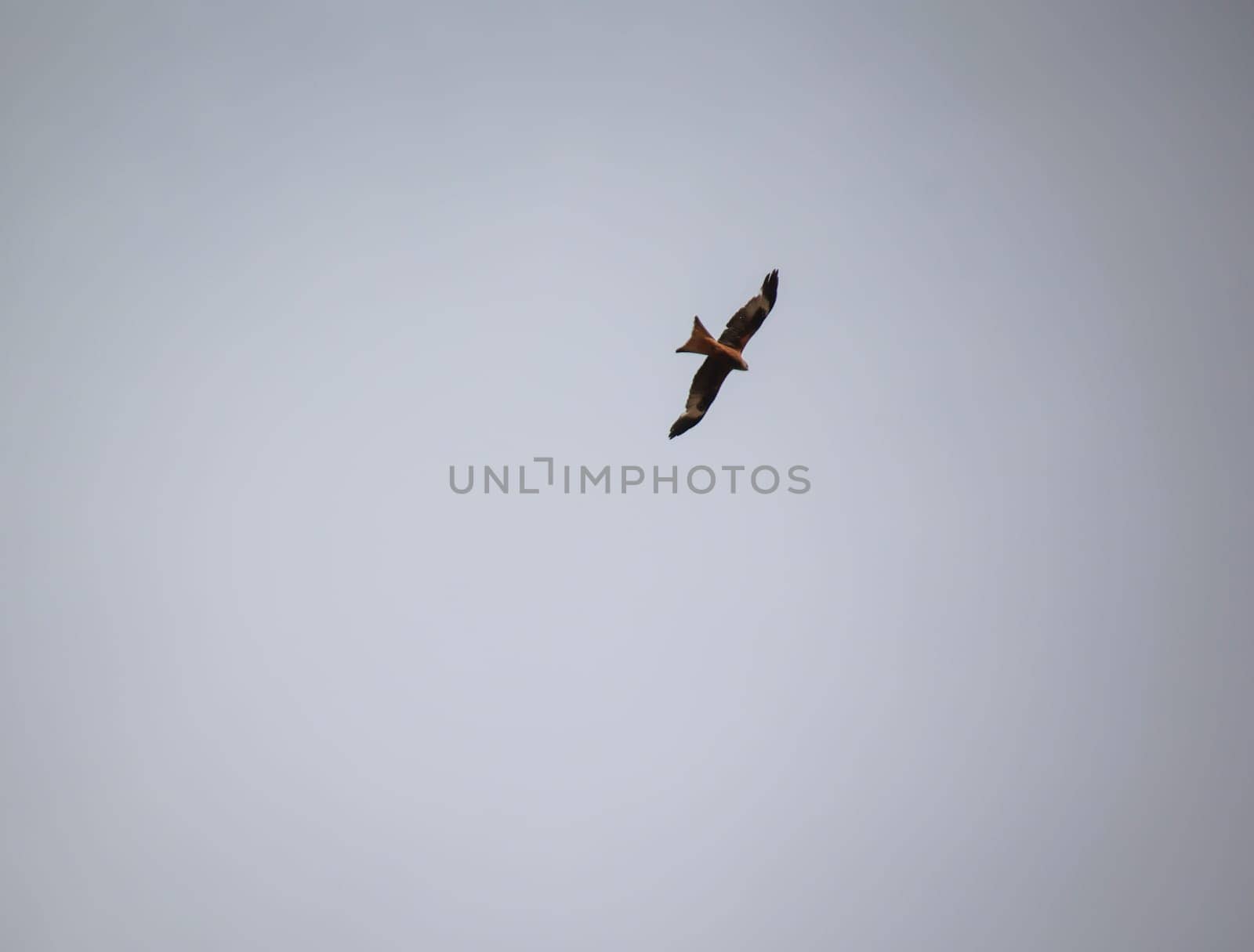 A red kite circles over the Elbe. He belongs to the Harbichtartigen birds.