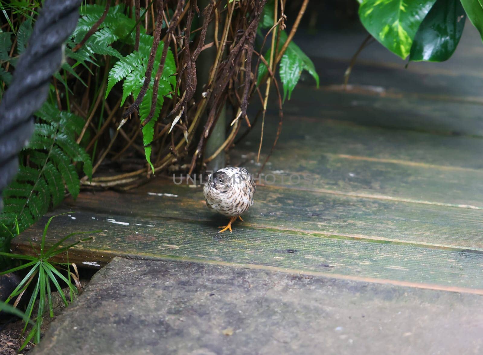 Close-up, portrait of a dwarf quail, a species of pheasants (Phasianidae).