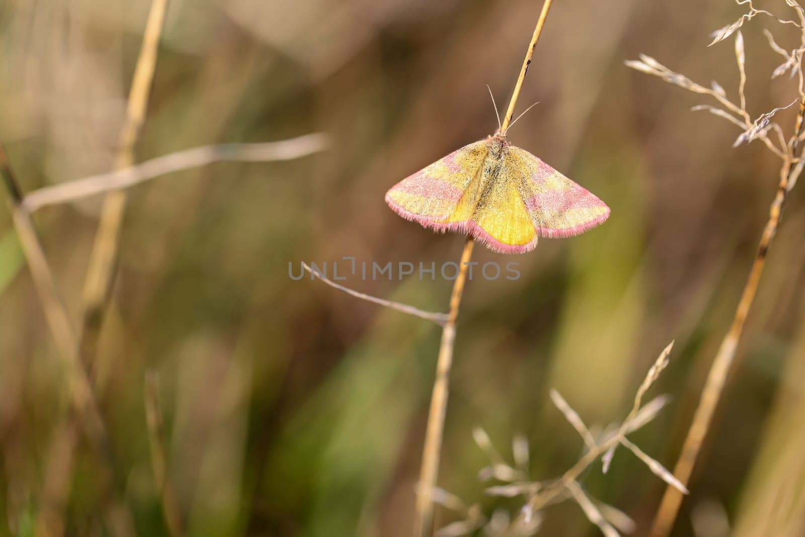 Portrait of a red banded moth in the grass of a meadow. A butterfly in a meadow, meadow plant. Beautiful butterflies of Germany.