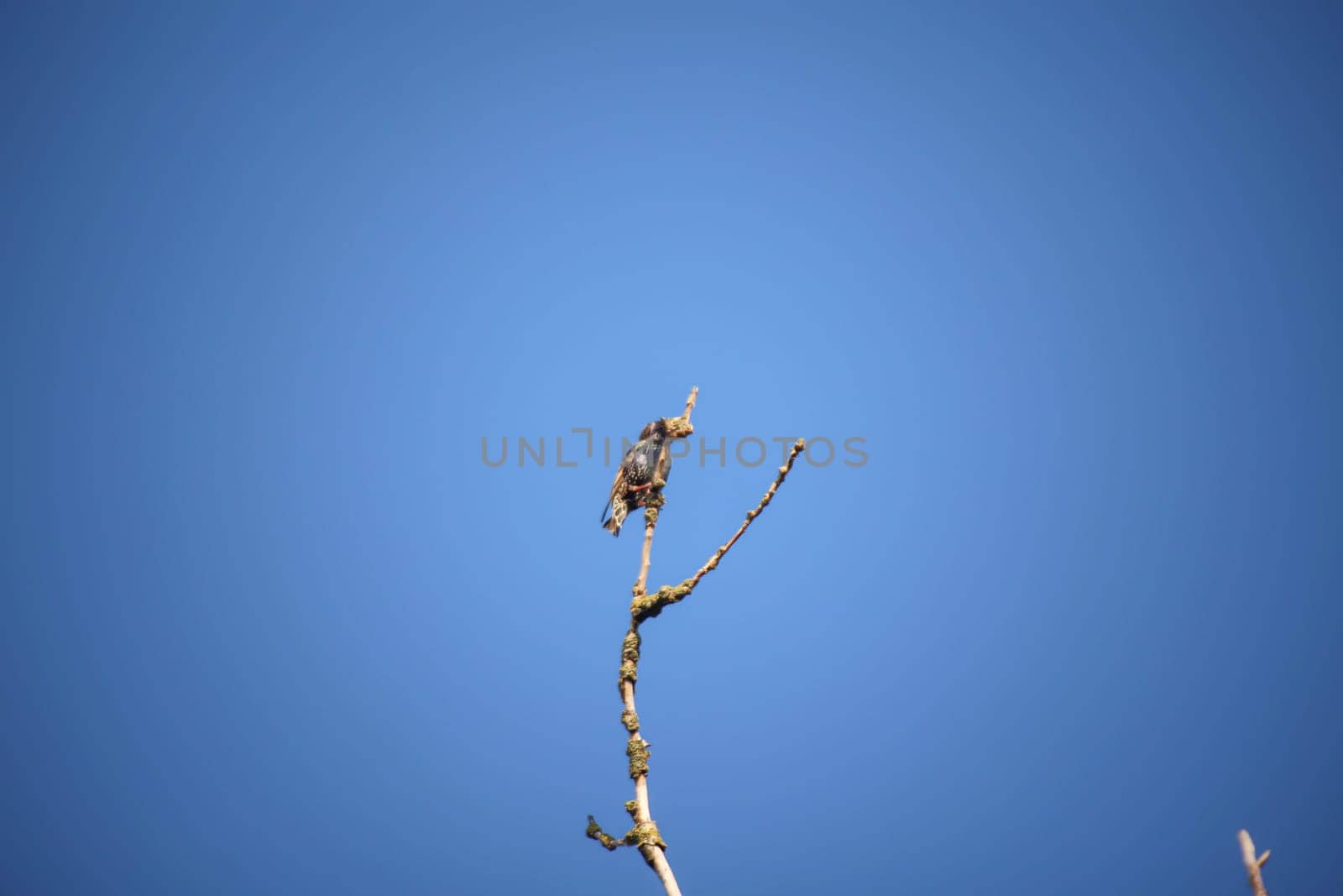 A lone starling sits on the top of a tree.