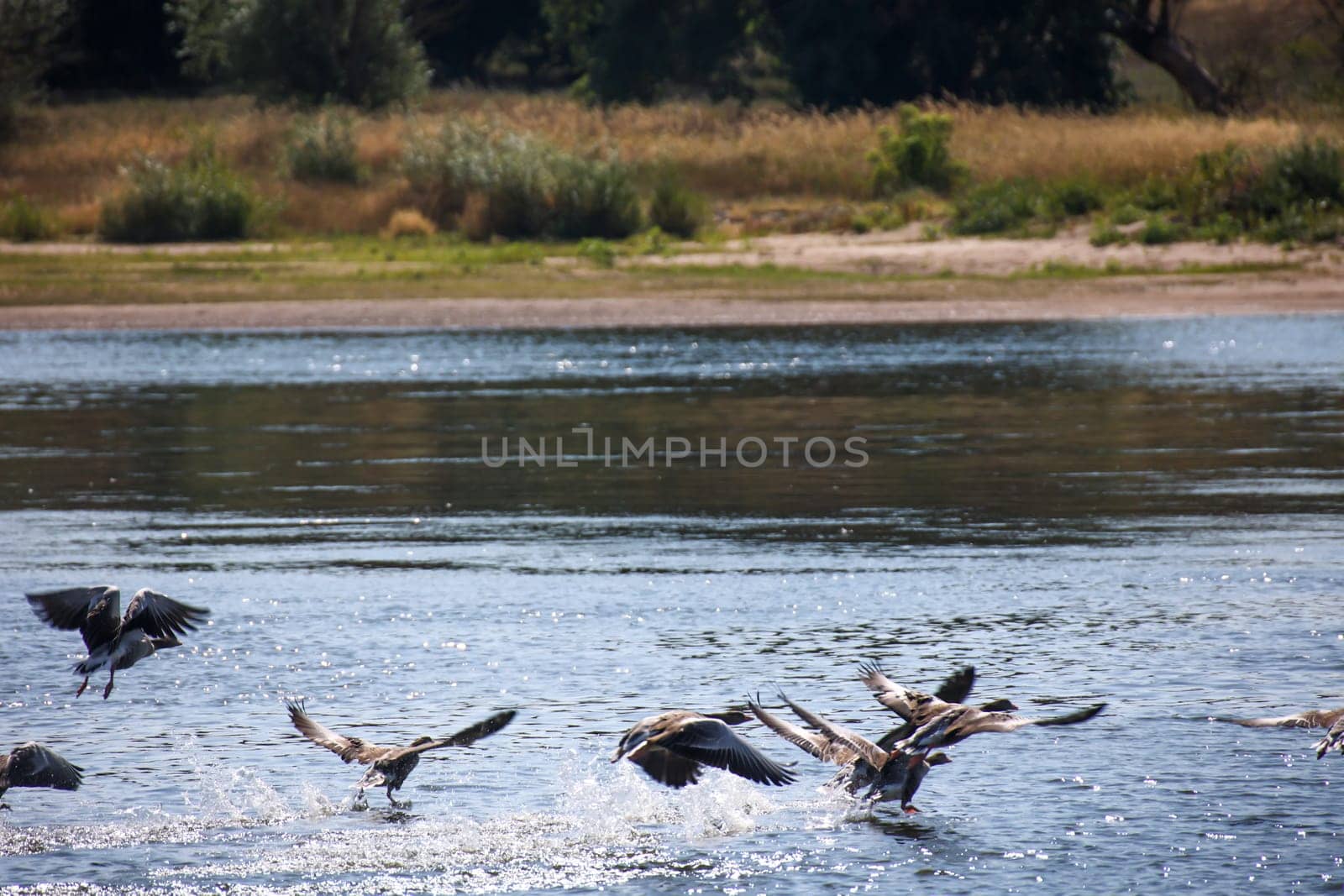 Grey geese on the Elbe. A nature reserve with gray geese.