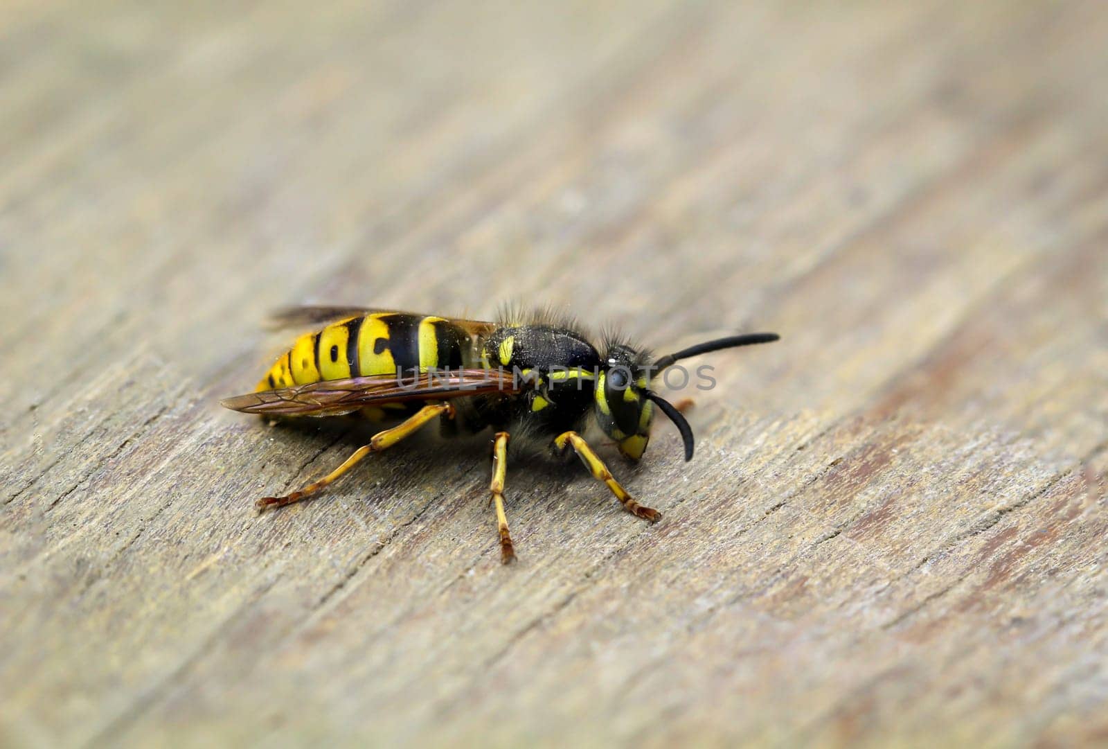 A close-up of a wasp. A wasp, Hymenoptera.