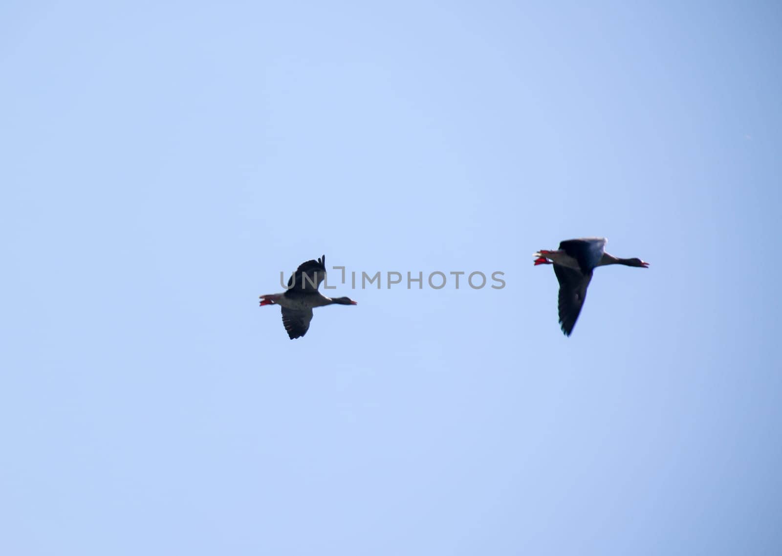 Two gray geese fly along over the Elbe to their feeding grounds.