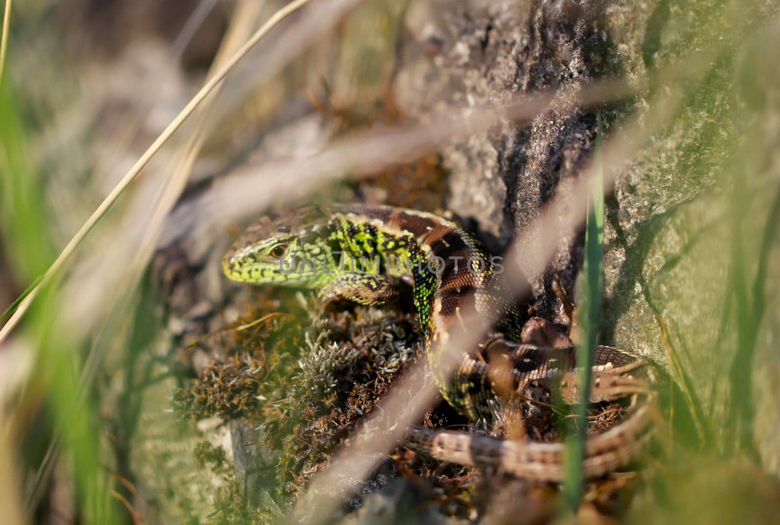 Close-up of a fence lizard sunbathing on a stone.