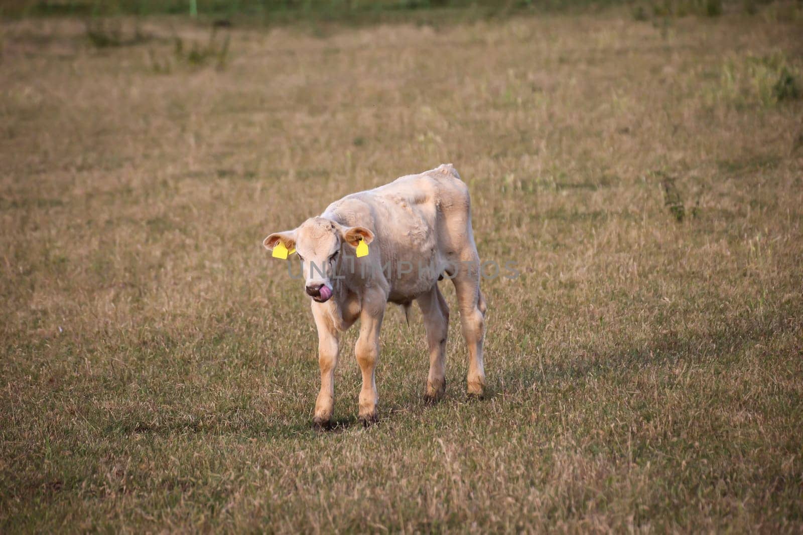 A young cow grazing in a pasture.