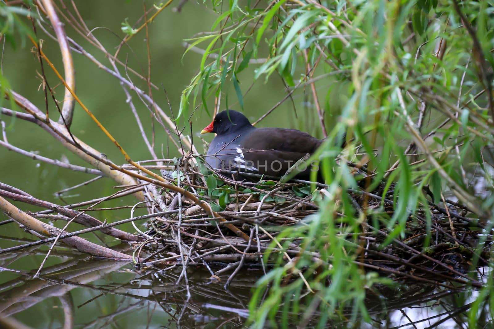 A pond rail, a pond hen on her nest to breed.