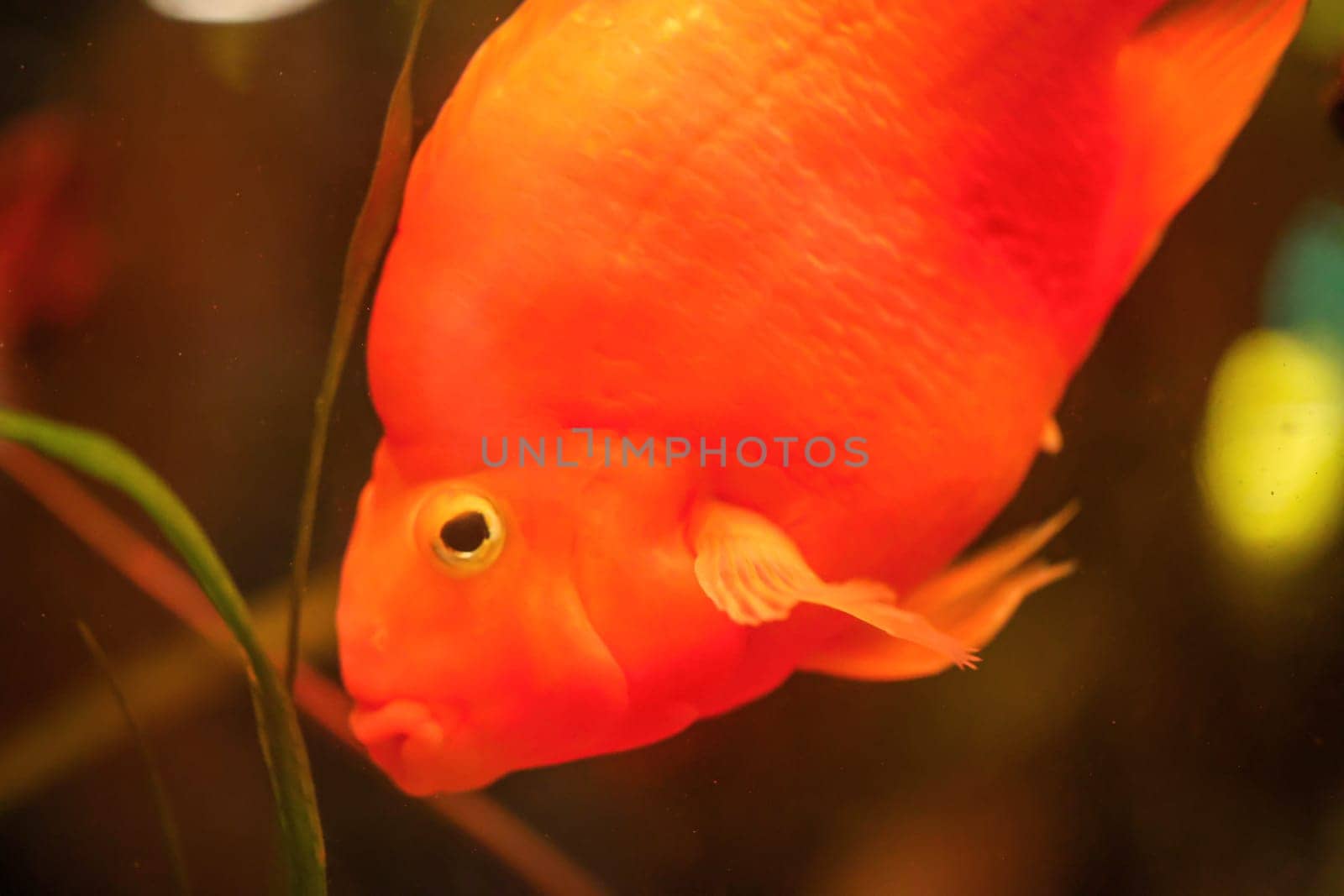 Close up of a fish in an aquarium.